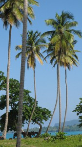 sejour-samana-voyage-samna