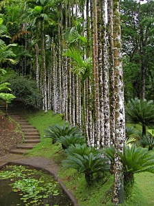 endroits-a-visiter-martinique