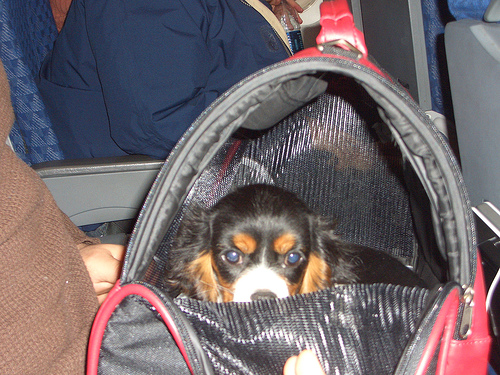 Voyager en avion avec son animal de compagnie : les régles à suivre